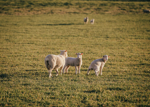 Trio of sheep standing in grassy pasture during late afternoon