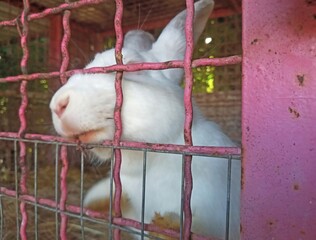 A pink rabbit sits in a pink cage and pokes its muzzle through the cage