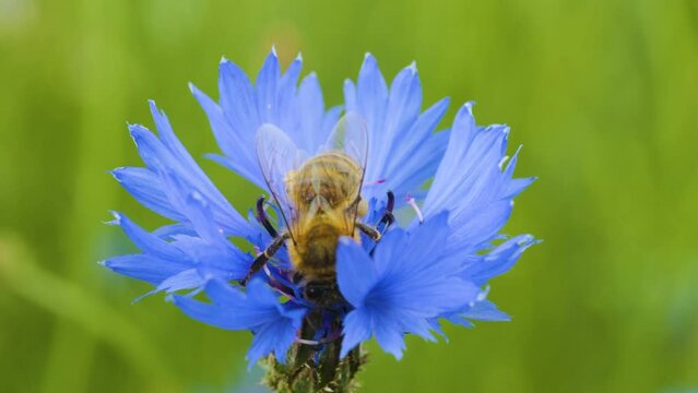 Slow Motion Flying Honey Bee Covered With Pollen Collecting Nectar From Blue Chicory Flower. Spring Chicory Flowers Close Up. Macro Shot Honey Bee Pollinating Spring Purple Flowers Blooming Blossoms.