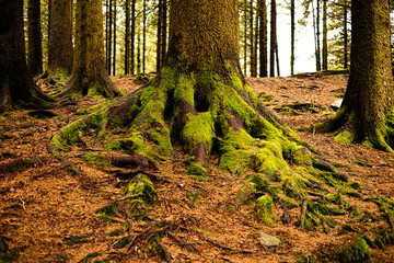 Obraz premium Tree roots