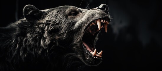 A side view portrait of an angry black bear, roaring and opening its mouth, revealing its sharp, powerful teeth and fangs. A wild, predatory animal against a dark background. - obrazy, fototapety, plakaty