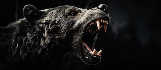 Foto op Plexiglas A side view portrait of an angry black bear, roaring and opening its mouth, revealing its sharp, powerful teeth and fangs. A wild, predatory animal against a dark background. © Mas