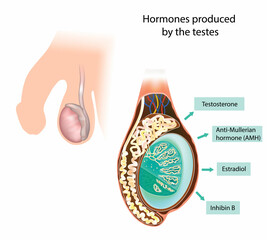 Hormones produced by the testes. Inhibin B, Testosterone, Anti-Mullerian hormone (AMH), Estradiol