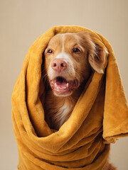 dog Wrapped in a towel, a Nova Scotia Duck Tolling Retriever seems to speak, Candid and warm in a studio session - 779980372