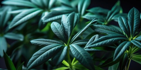 A close up of green leaves on a plant. The leaves are wet and shiny, giving the impression of freshness and vitality