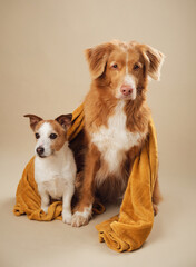 Canine duo under a mustard towel, A charming Jack Russell and a serene Nova Scotia Duck Tolling Retriever dogs share a snug moment - 779981377