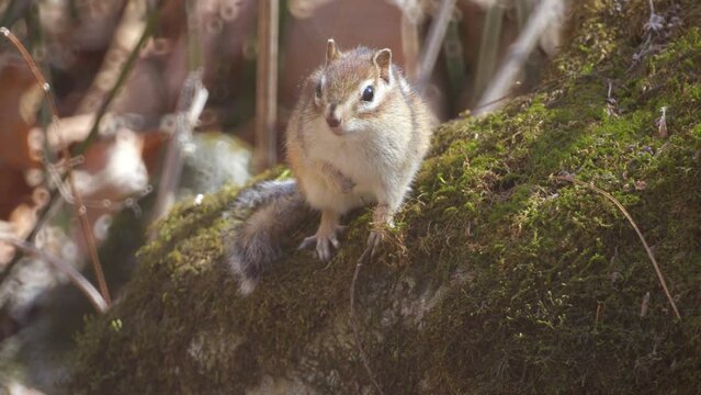 Siberian chipmunk on a rock
