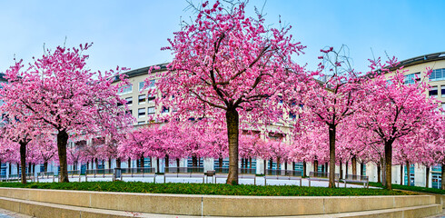 Panorama of blooming Japanese Cherry garden in Lugano, Switzerland