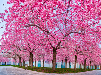 The blooming sakura trees, the spring in Lugano, Switzerland