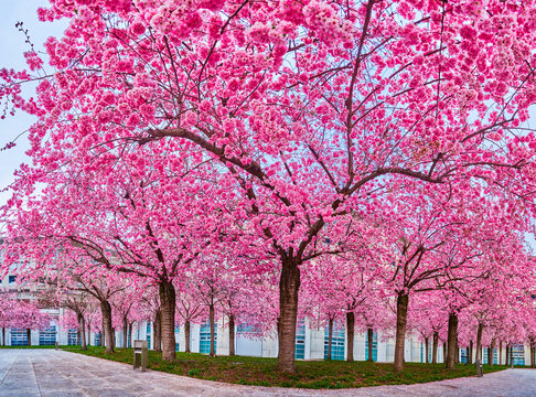 The blooming sakura trees, the spring in Lugano, Switzerland