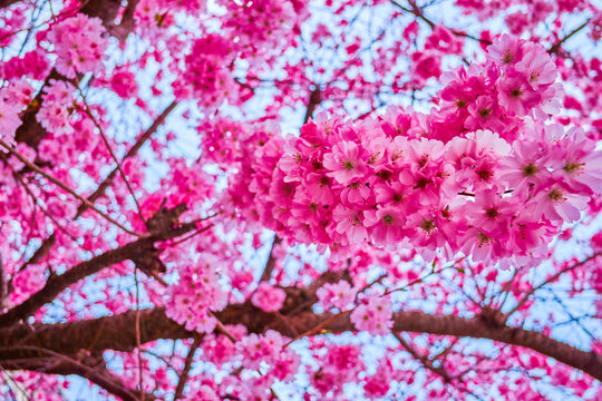 Amazing Sakura tree (Japanese Cherry) during spring blossom, Lugano, Ticino, Switzerland