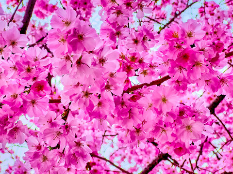 Amazing Sakura tree (Japanese Cherry) during spring blossom, Lugano, Ticino, Switzerland
