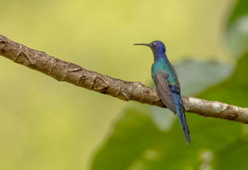 Obraz premium Picaflor Tijereta (Eupetomena macroura) 