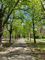 Fototapeta na wymiar 緑の散歩道