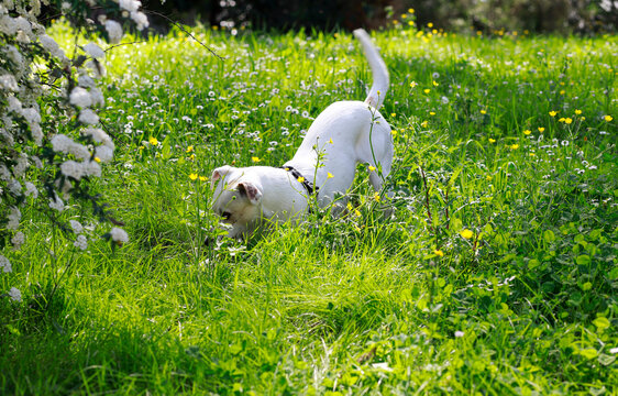 Small dog playing in the middle of the flowery meadow.