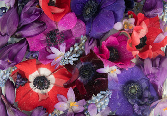 background of red, pink and purple anemone flowers and lavender