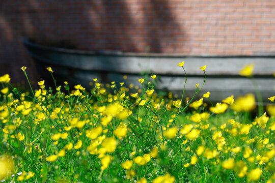 Meadow with yellow flowers in the foreground in the background, out of focus, the silhouette of a wooden boat leaning against a brick wall.