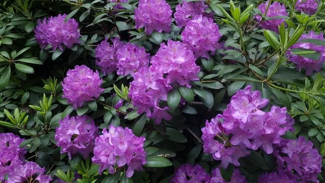 Blooming beautiful purple rhododendron garden. Springtime natural azaleas background