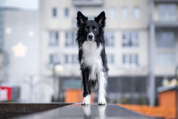 Border collie in town