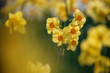 Wiosenne kwiaty, żonkile w parku  © Elżbieta Kaps