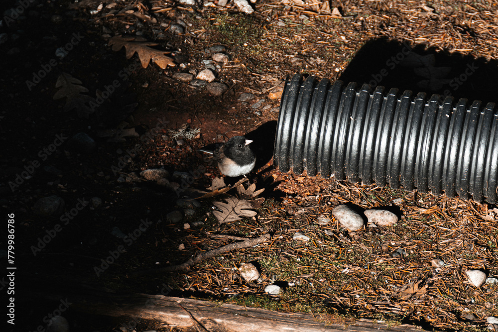 Poster a little bird perched on the ground by an open duct