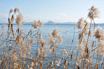 湖畔の風景　冬枯れの葦　滋賀県, 大津市
