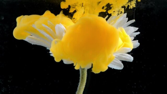 beautiful flower with white petals in clouds of yellow orange smoke on black background, photo underwater, clouds of paint in water, aquarium, spring, summer concept, creativity, art, 4K