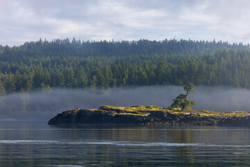 Morning fog on a lake with lone tree - 779987910