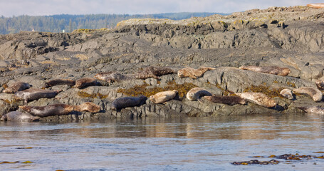 Seals heating up their body on the rocks