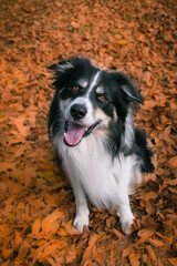 Fototapeta premium Autumn portrait of border collie in leaves. He is so cute in the leaves. He has so lovely face. 