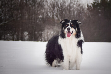 Border collie is standing in the snow. Winter fun in the snow.