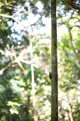 Baihualing Tropical Rainforest in Qiongzhong, Hainan, China