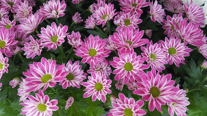 Pink Flower with with stripes and green center. Colorful daisies. Beautyful Cape Daisy. Osteospermum summer blossom.