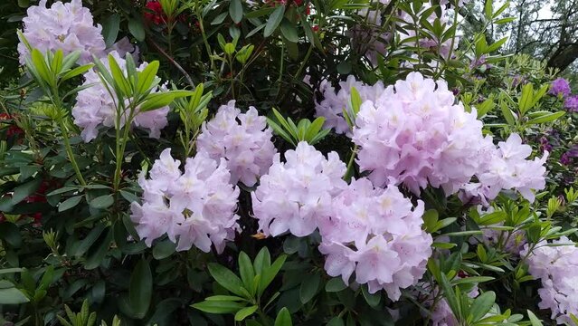 blooming pink rhododendron bush. Springtime natural azaleas background. natural sound