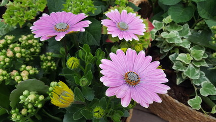 Pink flowers with green leaves in the background.  Colorful daisies. Beautyful Cape Daisy. Osteospermum summer blossom.