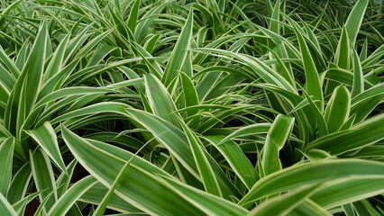 Hintergrund Carex Gras mit grünen weißen Blättern.
Nahaufnahme von gestreiften Blättern.