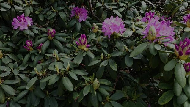 blooming beautiful pink rhododendron garden. Springtime natural azaleas background. natural sound