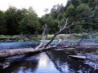 Tronco en Río