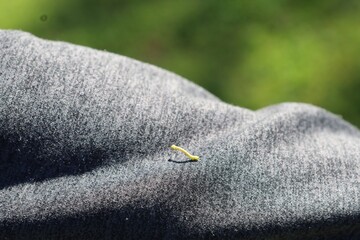 Insect on a fabric during daylight