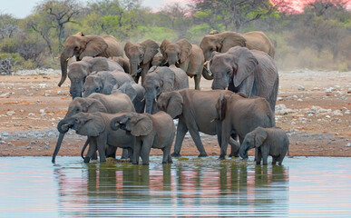 A group of elephant families go to the water's edge for a drink - African elephants standing near lake in Etosha National Park, Namibia - obrazy, fototapety, plakaty
