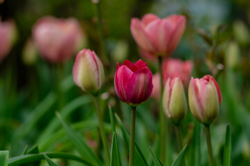 Fototapeta premium Bright light pink yellow color country Darwin tulips in bloom, bouquet of springtime flowering plants in the ornamental garden