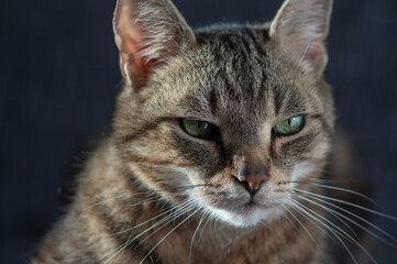 Lazy marbe domestic cat on gray sofa, eye contact, cute smart lime eyes on tabby face, handsome boy