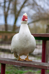 Muscovy duck Cairina moschata white bird with red face and unfriendly very bad expression on bench seat on farm