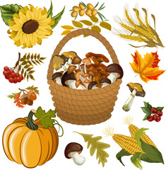Autumn flora in vector set.Basket with mushrooms, vegetables and berries in a colored vector set on a transparent background.