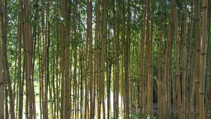 Fototapeten bamboo forest background © Doris Gräf