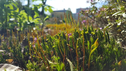 Small natural landscape made of moss. Close-up of small plants. Houses in the background.