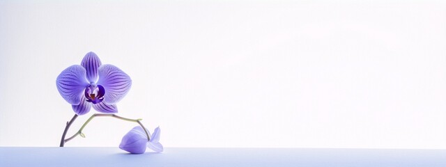 Orchid in bloom with purple petals and yellow pistil on white background, close-up, soft focus, minimalist, still life, pastel colors