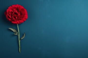 One perfect red rose on a blue background. Still life photography. - obrazy, fototapety, plakaty