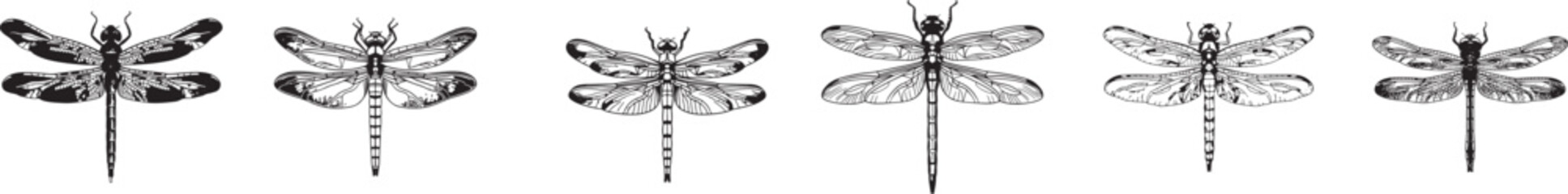 simple line art dragonfly in the style of botanical naturalist drawings  - obrazy, fototapety, plakaty