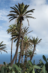 Canary palm trees